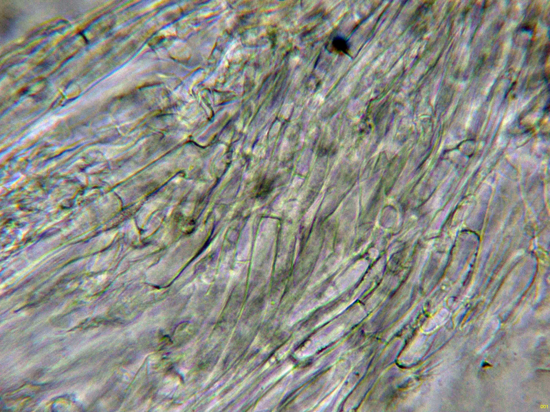 10 - Pileipellis agua-001